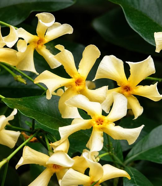 Trachelospermum jasminoides ‘Lutea’